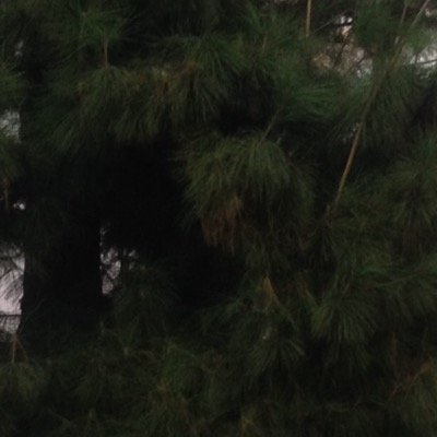 diegorodthree6's profile picture. ladies send me some nudes