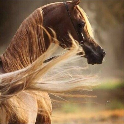 لي حرية التغريد، ولك حرية المتابعة ، مسؤولاً عمّا أكتبه ولستُ مسؤولاً عمّا تفهمه , النقد الهادف هديةٌ أقدّرها ممّن يقدمها بأسلوب جميل ..