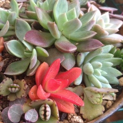 kumyuta's profile picture. 無言フォロー失礼します(｡-_-｡) 一軒家に引っ越して、突然ガーデニングに夢中に…。天敵はダンゴムシ、ナメクジ、暖色系のお花を食べてしまう鳥さんや、花壇を荒らす近所の猫ちゃん。日当たりの悪い庭だけど、それなりに工夫して楽しんでいます。 可愛い多肉種も大好き。 超初心者です(^^;; さいたま市在住