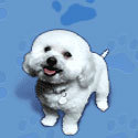 http://www/BichonsandBuddies.com Bichon Rescue in Los Angeles. Looking to buy a Bichon Puppy, Why not rescue? Call Bichons and Buddies today! (310) 398-0237