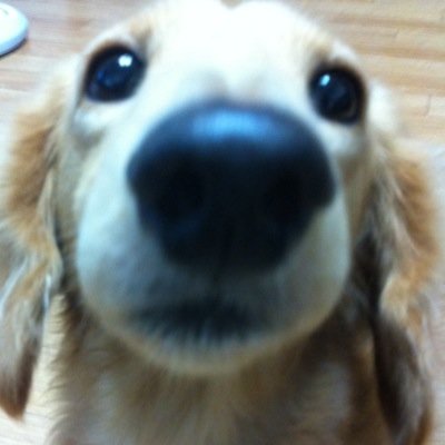 ルウやんさんのプロフィール画像