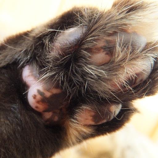 ネコ好き　スィーツ好き　動物好き　旅行好き。  
現在は、3ニャンと生活中。8にゃん1わんは、お空に。
ブログ引越しました →　https://t.co/yZU4Eyr5Gn

TNRをボチボチ・・・猫は完全室内飼育をお願いします。
