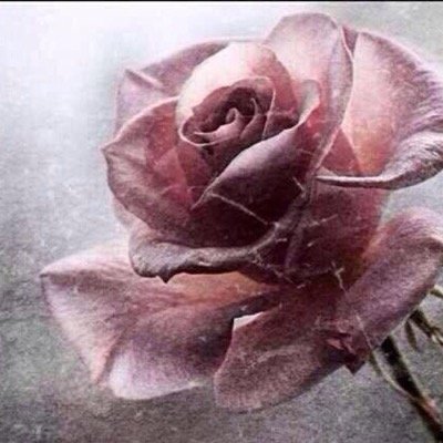 31Tmouh's profile picture. 