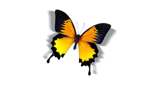 trustmenetwork's profile picture. Закрита мережа довіри.