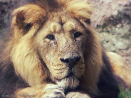 Mooskat's profile picture. Журналист, фотограф.
Иногда я ворую чужие твиты, мне стыдно.