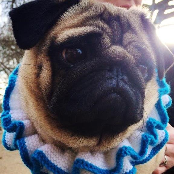 Cover star of Outrageously Adorable Dog Knits, I mostly enjoy snoring on laps, eating everything, & making an incredible array of snorts & snarfs.