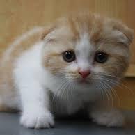 猫大好き。