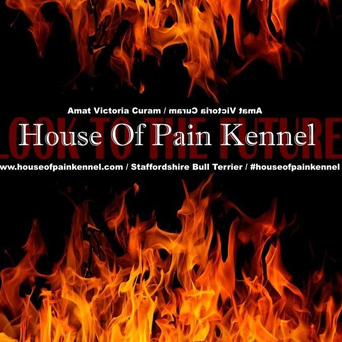 House of Pain Kennel / #houseofpainkennel