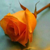 ابوبكر الصباحي (@abobaksye) 's Twitter Profile