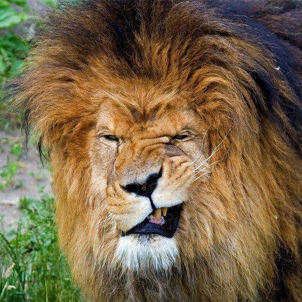 HerrYogurt's profile picture. 