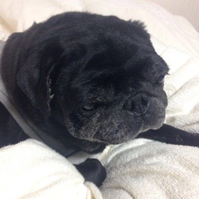 minimalist_lif's profile picture. いろいろなモノを手放し中　ワンコ好き　