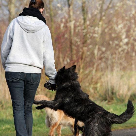 lvanderm's profile picture. Dogs-Dutch Shepherd Long Hairded-Dog training-Music-Friends-Belgian Beer-Life-Love