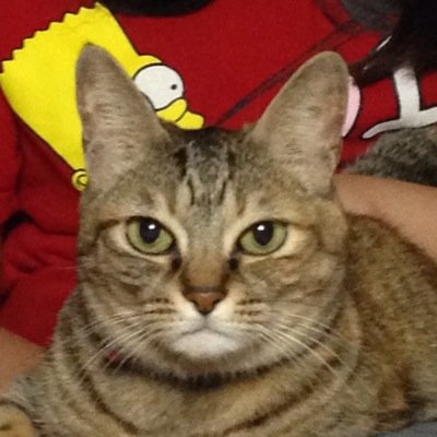 編み物、洋裁、ガーデニング、読書が趣味です。おばあちゃんのキジトラと暮らしてます。 minne: https://t.co/R7rmPw8wqv