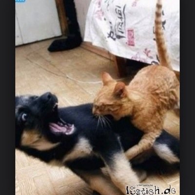 Mikel1291's profile picture. 