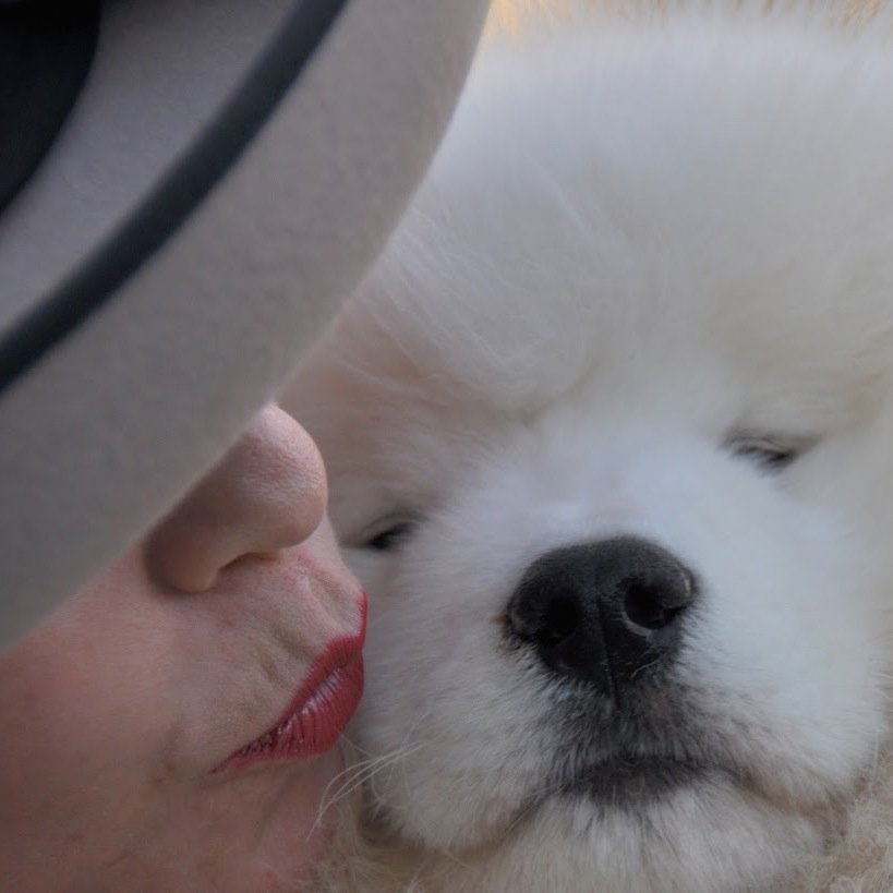 A Canadian kennel, Vanderbilt Samoyeds has been enhancing families one Samoyed at a time since 1977.  Temperament, beauty, health … and love!