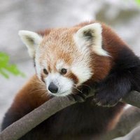 Scovill Zoo (@scovillzoo) 's Twitter Profile