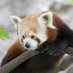 Scovill Zoo (@scovillzoo) Twitter profile photo