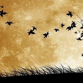 demirsoy2002's profile picture. 