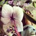 Clare Webb (@bunchandblossom) Twitter profile photo