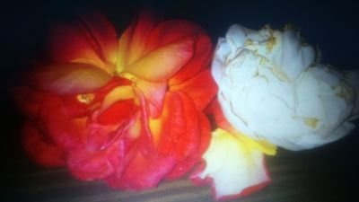 b69e38ad3e5144e's profile picture. 