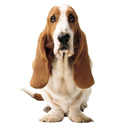 Resultado de imagen para hush puppies
