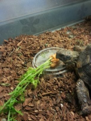 Utforska o lära🐢