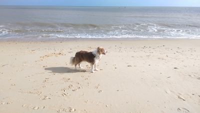 Alfie is currently training to be a seach and rescue dog