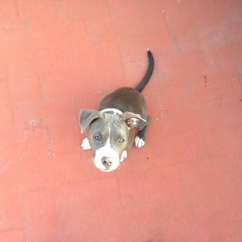 bogu1988's profile picture. bogutheking