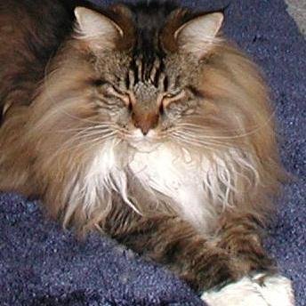 Maine Coon mama, foodie, science geek, SF/Fantasy reader, gardener, Sr. QA Engineer, Past QA Manager/Operations Project Manager/MBA, FD brain tumor survivor