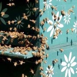 Natural & Practical Beekeeping in Your Backyard