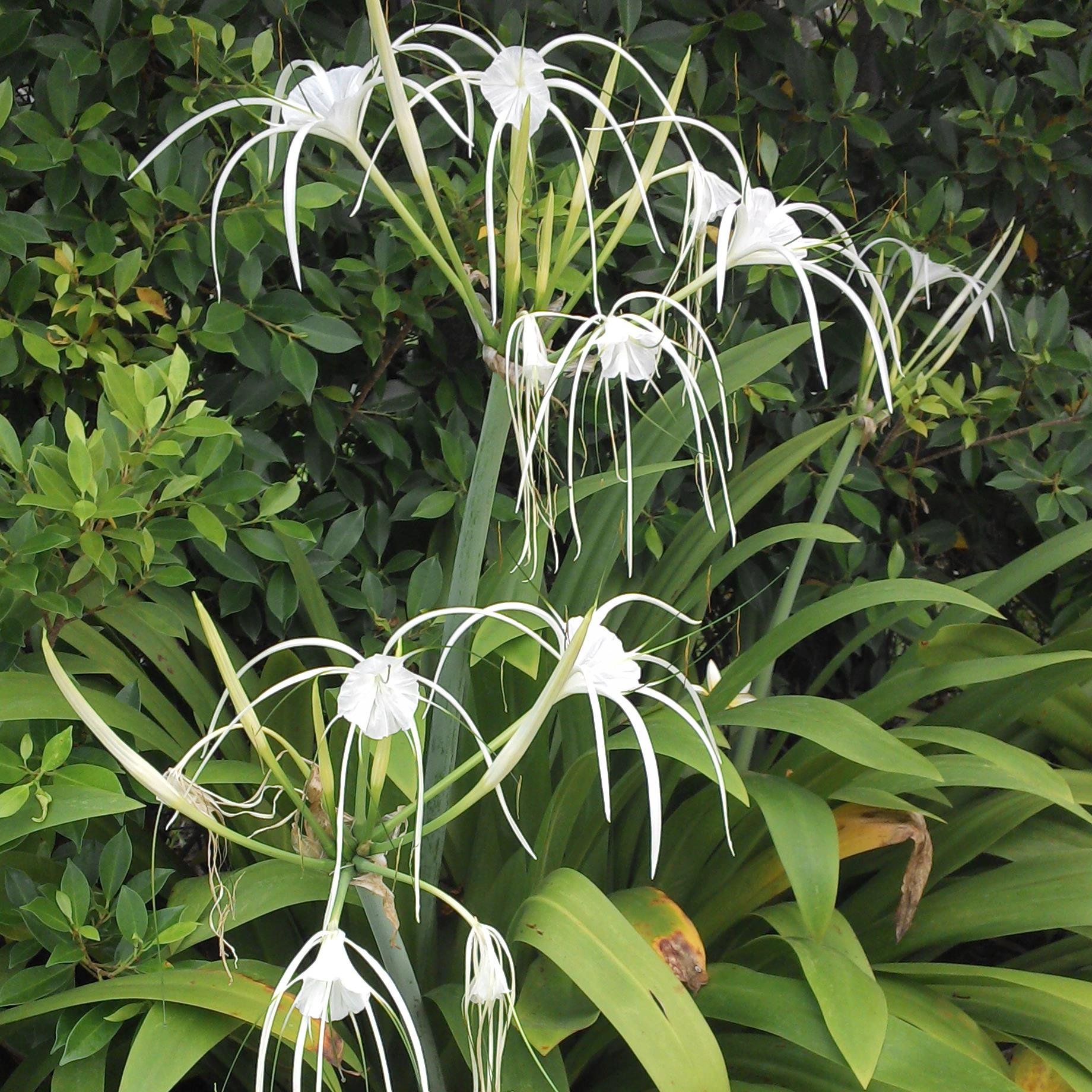 yedi16helen1's profile picture. 