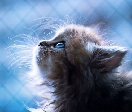 Best pictures of kitten ♡