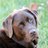 BrownRueger's profile image