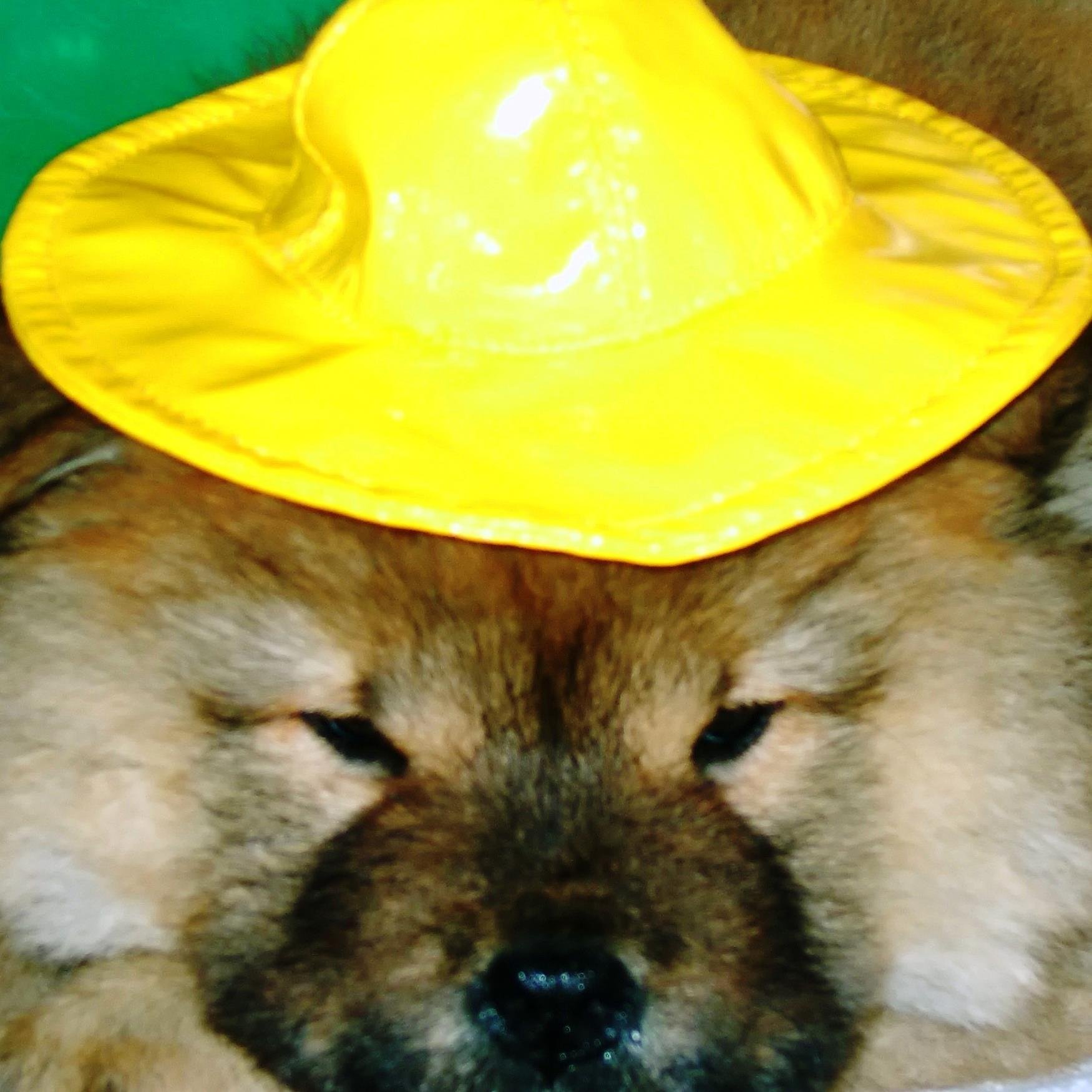 ugo_fera's profile picture. 