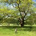 The Therapy Tree (@thetherapytree) Twitter profile photo