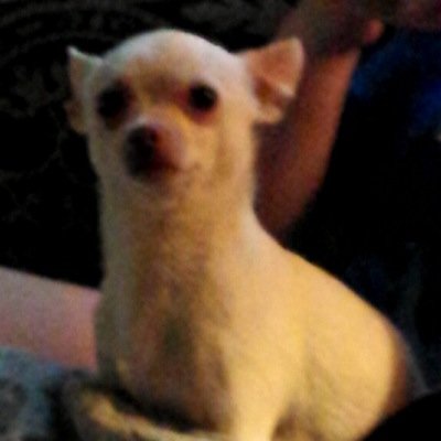 im just a dog that enjoys harassing others