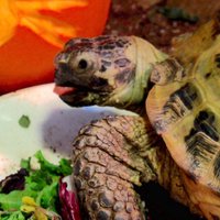 Tort-Time (@torttime) 's Twitter Profile