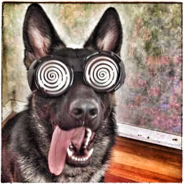 Sous Chef. Former teppanyaki chef.
The wolfiest GSD you'll know.
Telegram: @ThatChefDawg
He/Him  Married to @Greylopht