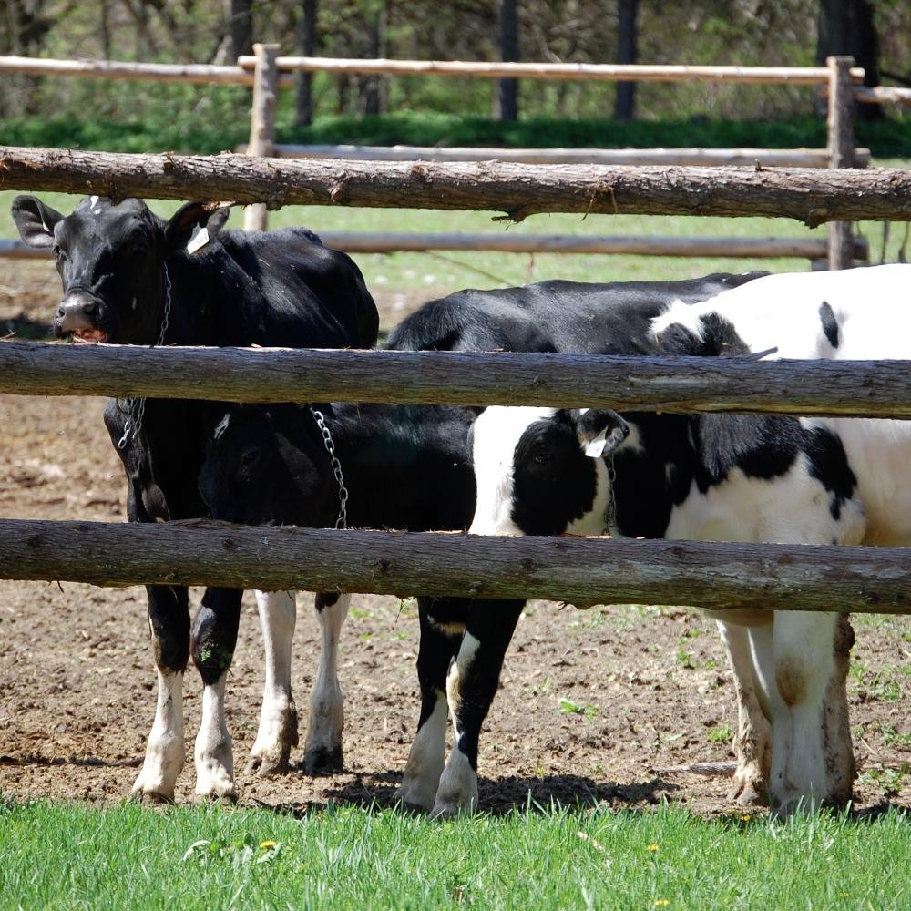 Ruminant Nutritionist for Agribrands Purina in Eastern Ontario with some cow calf on the side