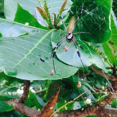 Educación y alternativas verdes de como colaborar con la conservación de nuestras aguas, bosques, y llevar una vida más verde y sana.