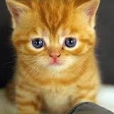 DialloKandia's profile picture. 