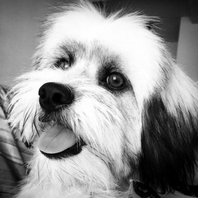 Charlie Oppenheimer 🐶
Instagram: @charlie_opp