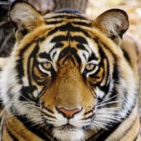 Lee Rood (@rctigersad) 's Twitter Profile