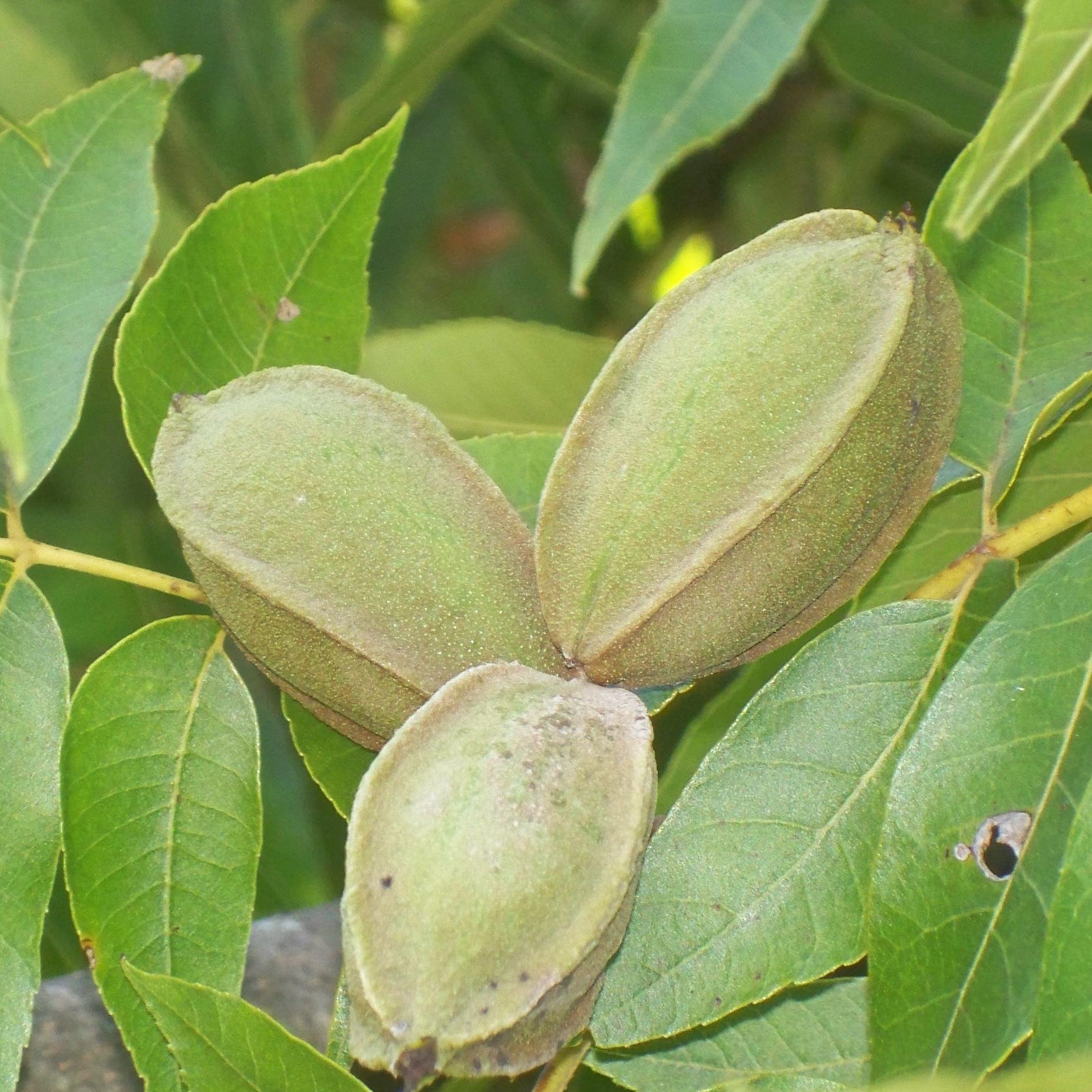 SpoyroSweeti's profile picture. 