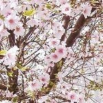 Bela4bg's profile picture. 