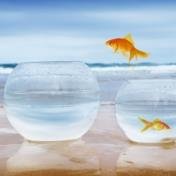 KeyassetsR's profile picture. Share, CFD and Alsi Trader