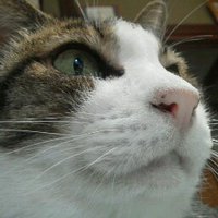 穴ぐら虫 (@anagramshi) Twitter profile photo