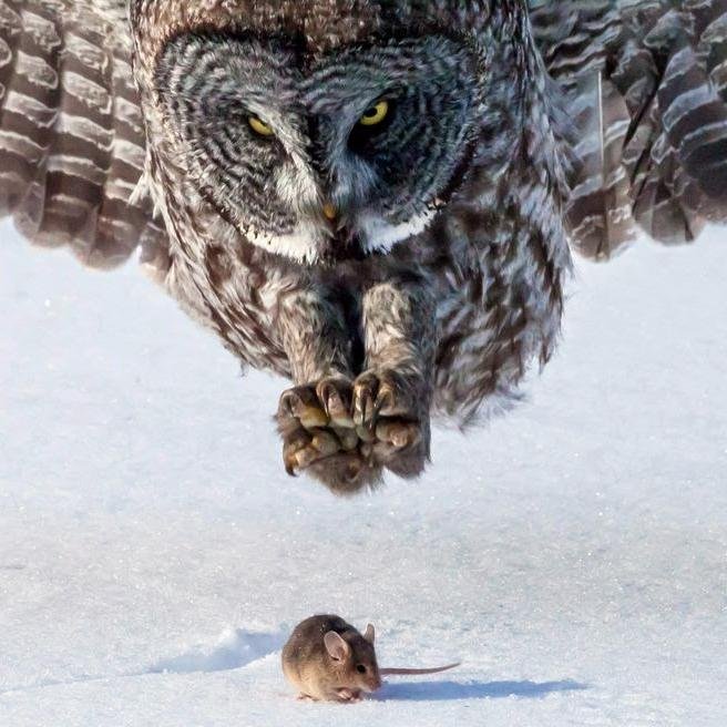 RASWS's profile picture. صباح بنكهة رفض القطيع