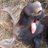 HelloMrMoose's profile image