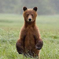 Darryl DeBoer (@darryldeboer) 's Twitter Profile